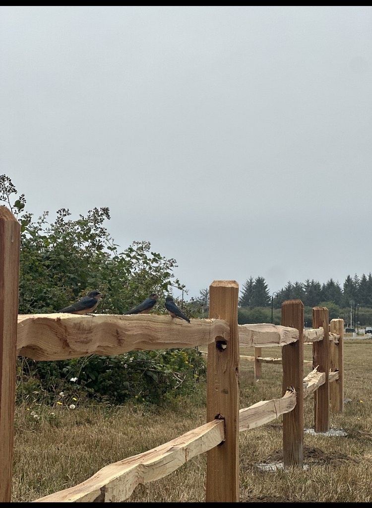 8-foot deer fence on a Humboldt grower parcel