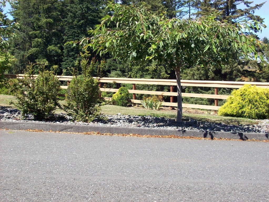 Heart redwood privacy fence installed on a residential Humboldt County property
