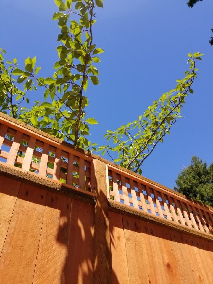 Residential yard fence near downtown Ferndale, CA